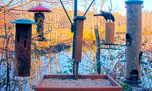 Онлайн веб-камера у кормушки для птиц в Итаке (Итака, Соединённые Штаты Америки)